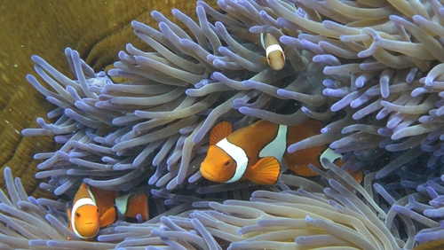 The corals worst affected were branching corals that provide nooks and crannies for fish nurseries