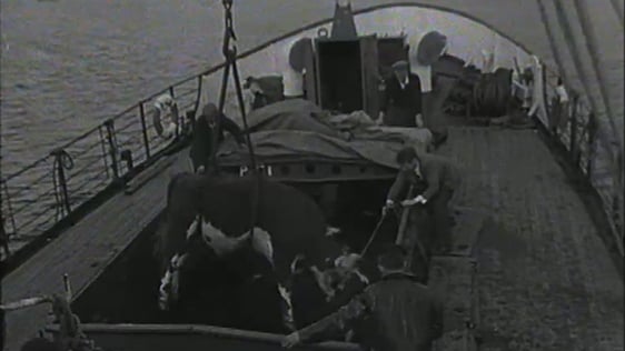 Transporting Cattle on the Naomh Éanna (1965)