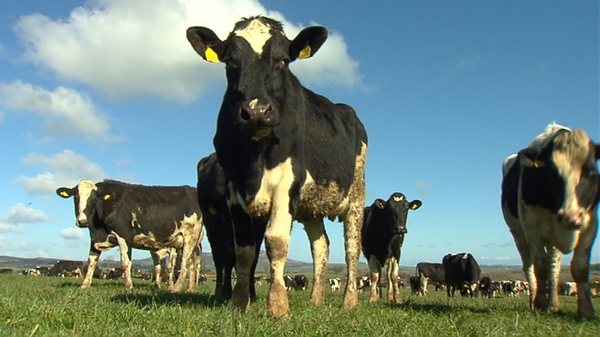 BSE is a brain-destroying disease among cattle that sparked a scare in the 1990s