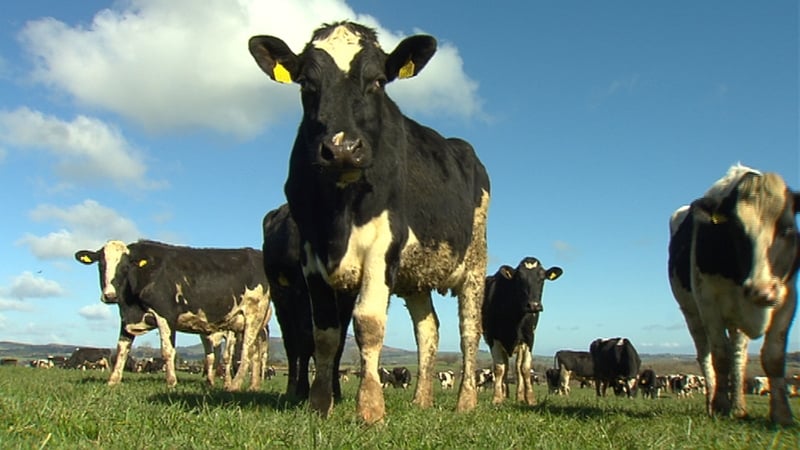 Milk output increased by 14% in April compared with the same month last year