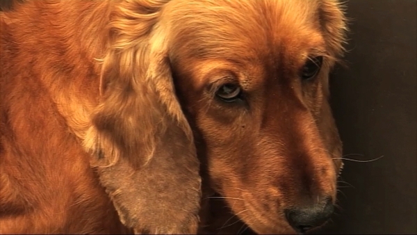 Animal welfare groups call for crackdown on illegal breeders