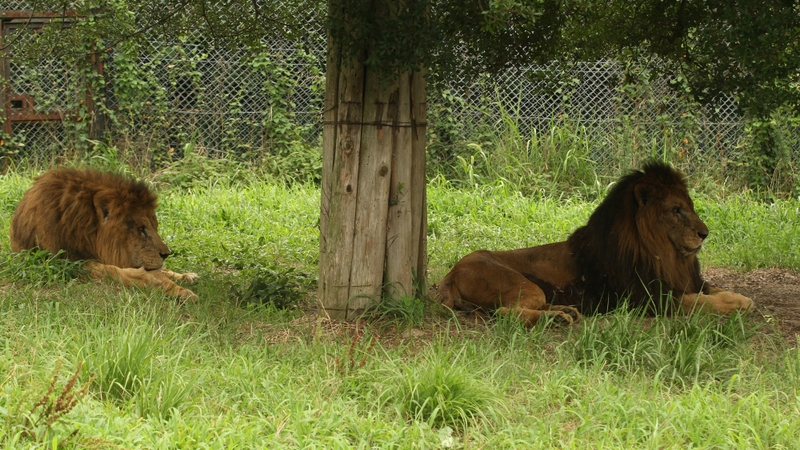 The woman was killed the lion jumped into her vehicle and mauled her