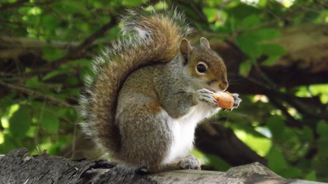 A squirrel in Druid's Heath, Co Wicklow (Pic: Brian Keeley)