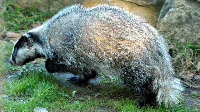 A badger in Raheny, Co Dublin (Pic: Aidan O'Hanlon)