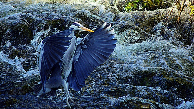 A heron at the River Clare, Co Galway (Pic: Sean Lally)