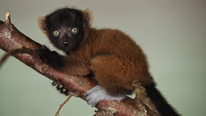 The lemurs' births are of great importance to the international breeding programme to protect the species Photo: Patrick Bolger