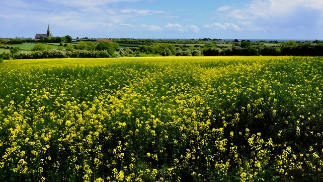 A field of rapeseed crops in Co Louth (Pic: Brian Smith)