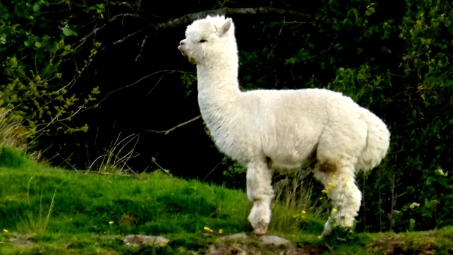 An alpaca spotted in Co Wicklow (Pic: Brian Keeley)