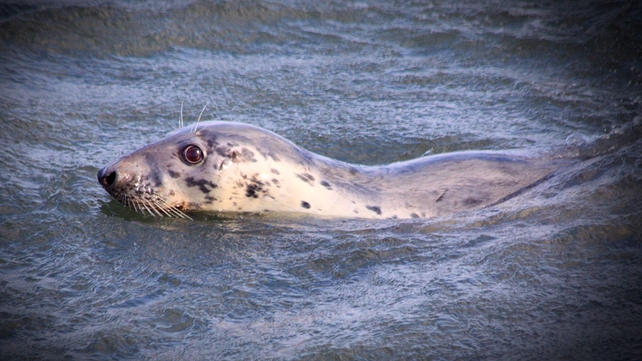 A seal swimming in Skerries, Co Dublin (Pic: Bernard Gillespie)