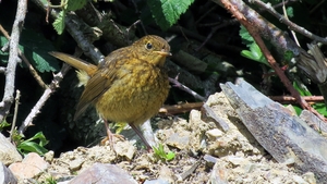 A juvenile robin in Abbeyfeale, Co Limerick (Pic: Nick Leonard)
