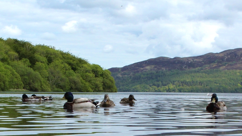 Ducks swimming in Lough Gill, Co Sligo (Pic: Donagh McSharry)