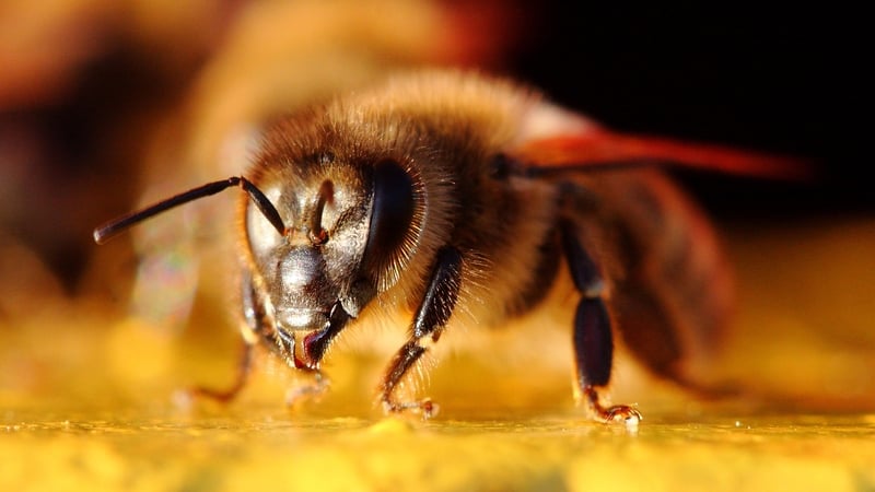 Flybe said a bee became 'lodged in an item of instrumentation'