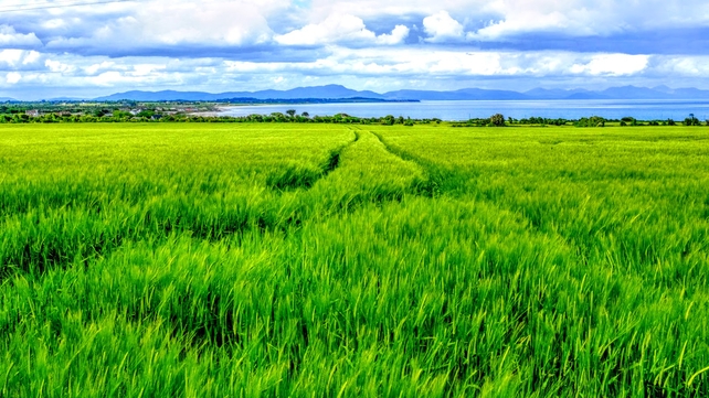 A field in Dunany, Co Louth (Pic: Brian Smith)