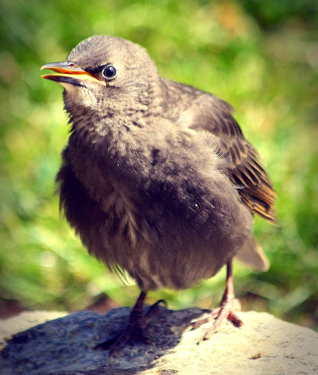A fledgling starling in Co Dublin (Pic: Bernard Gillespie)