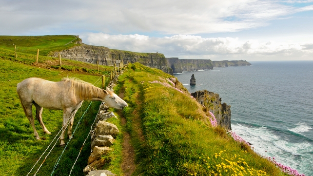 A horse grazing at the Cliffs of Moher, Co Clare (Pic: Sean Tomkins)