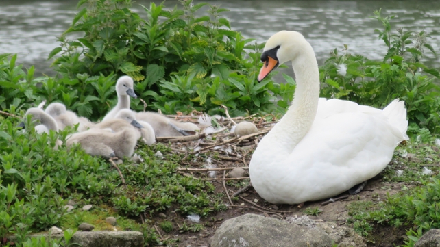 A swan and her cygnets at a lake in University College Dublin, Co Dublin (Pic: Paul Cooke)