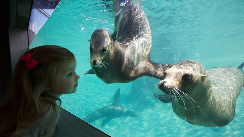 The new habitat is home to the zoo’s colony of California sea lions
