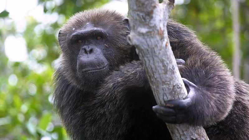 The chimps are the first to provide serious data about how much alcohol can be consumed in the wild