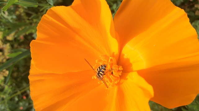 A bumblebee collecting pollen in Swords, Co Dublin (Pic: James Fitzpatrick)