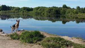 A dog named Sookie getting ready to swim in Cratloe Lake, Co Clare (Pic: Der Hickey)