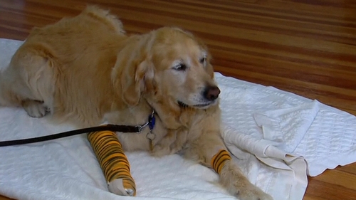 Figo was taken to a local vet who said his behaviour is remarkable, even for a service animal