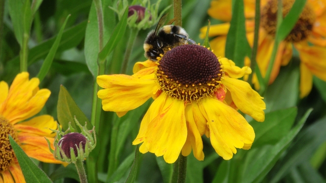 A bee collects pollen from a sunflower in the Botanic Gardens, Co Dublin (Pic: Colombe Nolan)