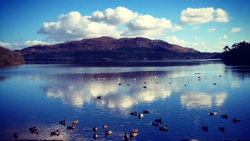 Ducks swimming in Hazelwood, Co Sligo (Pic: K Flynn)