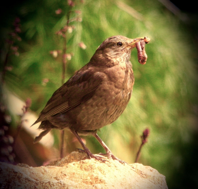 The early bird catches the worm in Co Dublin (Pic: Bernard Gillespie)