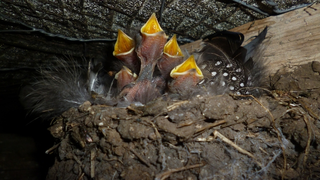 Newborn swallows in Corrimbla, Co Mayo (Pic: Noelle Cawley)
