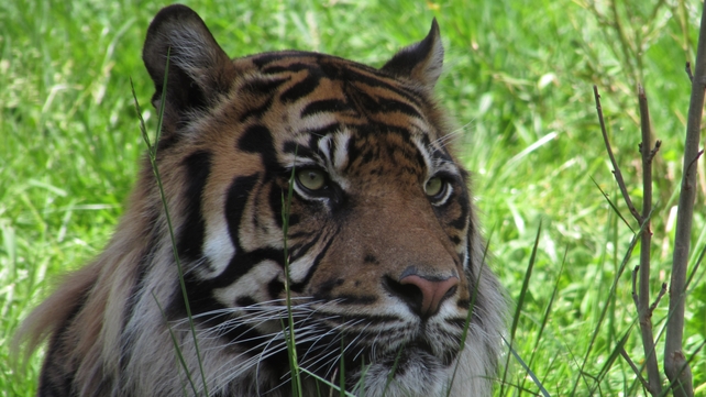 One of Dublin Zoo's tigers (Pic: Noel Collins)