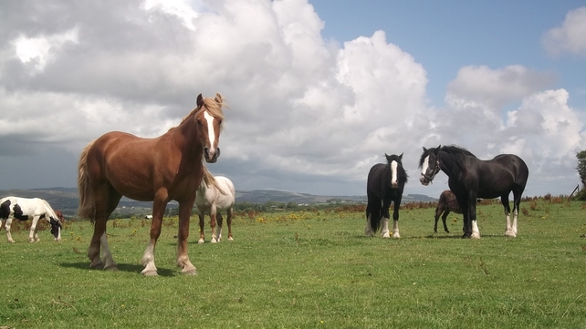 Some of the horses at the Ballycummisk Riding School in Schull, Co Cork (Pic: Hartmut Kluever)