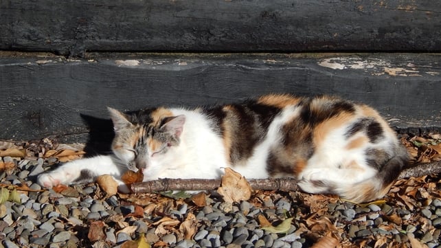 Lily the cat enjoying the sunshine in Co Galway (Pic: Mary Rice)