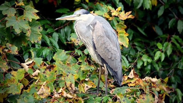 A heron spotted in Farmleigh in the Phoenix Park, Co Dublin (Pic: Bernard Gillespie)
