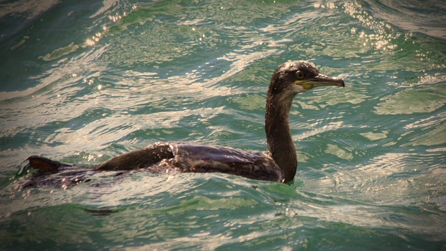 A comorant fishing off the coast of Skerries, Co Dublin (Pic: Bernard Gillespie)
