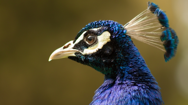 A peacock spotted in Johnstown, Co Wexford (Pic: Tony Mullen)