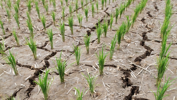 A rice paddy is parched and cracked from a long drought in South Korea