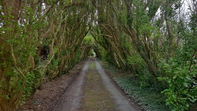 A pathway through Killarney, Co Kerry (Pic: Emilia Todorova)