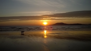 A dog walks along the beach at Clare Island, Co Mayo (Pic: Carol Whittaker)
