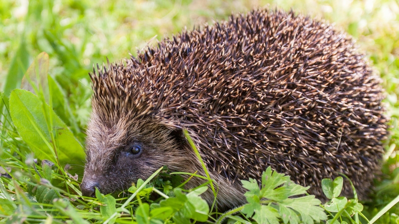 A hedgehog spotted in Co Wicklow (Pic: Siobhan English)