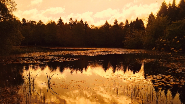 Sunset in Donadea Forest Park, Co Kildare (Pic: Barry Hennessy)