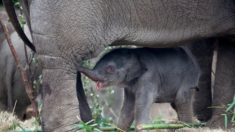 The Zoo - Thursday, RTÉ One, 7:00pm All photos: Patrick Bolger