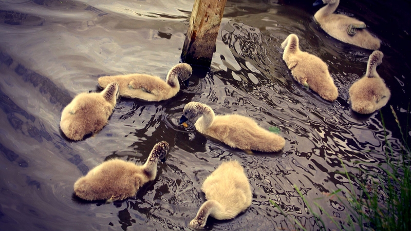 Cygnets spotted in the pond at Skerries Mill, Co Dublin (Pic: Bernard Gillespie)