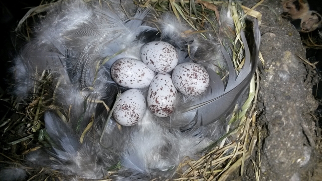 A nest of swallow eggs in Templemore, Co Tipperary (Pic: Sheila Ryan)