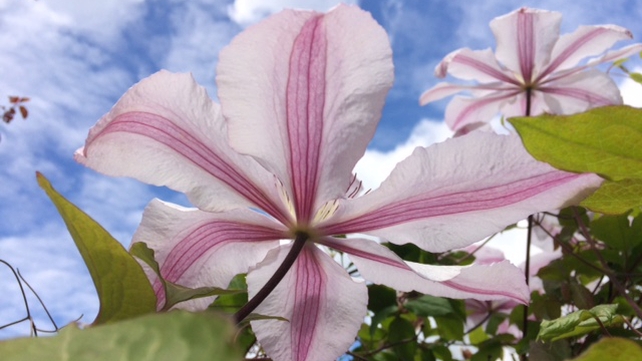 A clematis flower in Kells, Co Meath (Pic: Carol O'Brien)