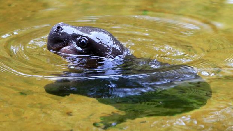 The three-week-old calf has been named Obi by keepers, which means 'heart' in Igob, a local Nigerian language (Pic: Melbourne Zoo)