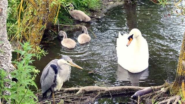 A swan protecting her cygnets from a heron at Skerries Mill, Co Dublin (Pic: Bernard Gillespie)