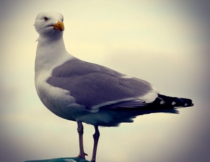A seagull spotted in Skerries, Co Dublin (Pic: Bernard Gillespie)