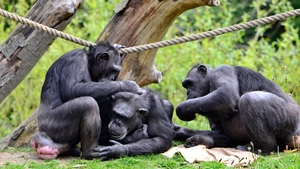 Some of Dublin Zoo's chimpanzees (Pic: Juan Cabello)