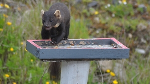 A pine marten in Sraheens, Co Mayo (Pic: Murt Moylan)
