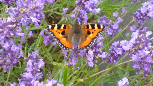 A small tortoiseshell butterfly landed on lavender plants in Ballina, Co Mayo (Pic: Noelle Cawley)